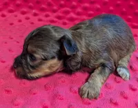 Winnie , a female Yorkipoo for sale in Lutts, TN – 5 of 6