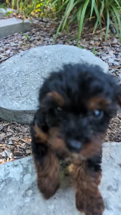 Dottie , a female Yorkipoo for sale in Lutts, TN – 3 of 3