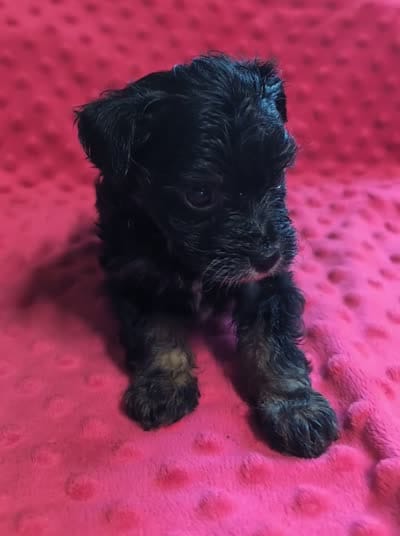 Maisie , a female Yorkipoo for sale in Lutts, TN – 10 of 10