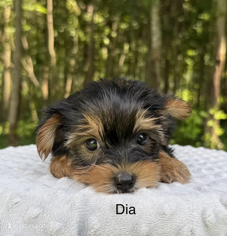 Dia – Yorkshire Terrier puppy for sale in Lutts, TN