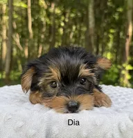 Dia, a female Yorkshire Terrier for sale in Lutts, TN – 1 of 5