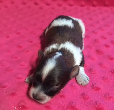 Bentley , a male Yorkipoo for sale in Lutts, TN – 4 of 5