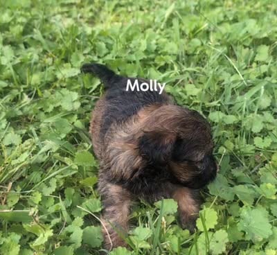 Molly, a female Yorkipoo for sale in Lutts, TN – 9 of 9