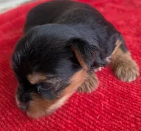 Dia, a female Yorkshire Terrier for sale in Lutts, TN – 5 of 8