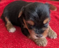 Dia, a female Yorkshire Terrier for sale in Lutts, TN – 7 of 8