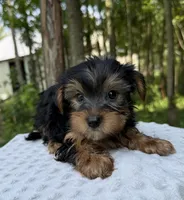 Onyx , a male Yorkshire Terrier for sale in Lutts, TN – 3 of 7