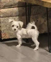Star, a female Maltese for sale in Lutts, TN – 1 of 1