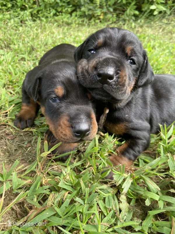AKC full European  puppy – Doberman Pinscher puppy for sale in Lutts, TN