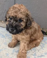 Muffin , a male Poodle - Toy  for sale in Lutts, TN – 2 of 3