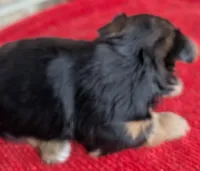 Sapphire , a female Yorkshire Terrier for sale in Lutts, TN – 5 of 5