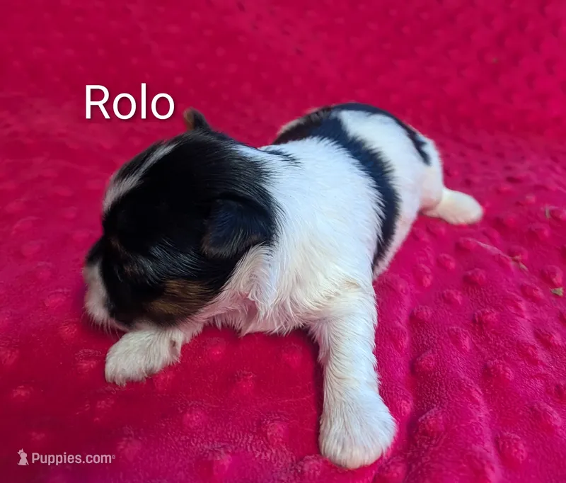 Rolo  – Yorkshire Terrier puppy for sale in Lutts, TN