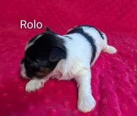 Rolo , a male Yorkshire Terrier for sale in Lutts, TN – 1 of 5