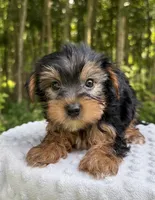 Onyx , a male Yorkshire Terrier for sale in Lutts, TN – 4 of 7