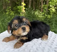 Nova, a female Yorkshire Terrier for sale in Lutts, TN – 6 of 9