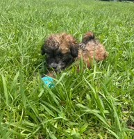 Kelly , a female Poodle - Toy  for sale in Lutts, TN – 6 of 6