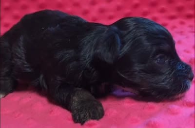 Maisie , a female Yorkipoo for sale in Lutts, TN – 9 of 10