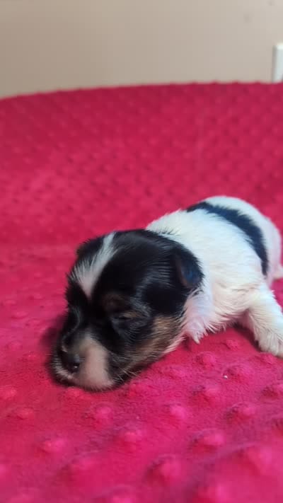 Rolo , a male Yorkshire Terrier for sale in Lutts, TN – 4 of 5