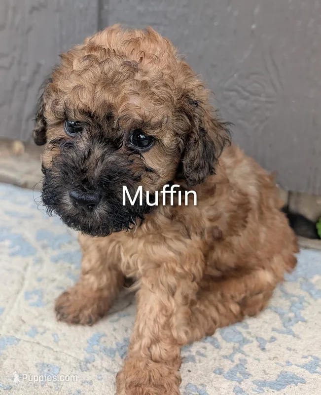 Muffin  – Poodle - Toy  puppy for sale in Lutts, TN