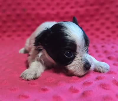 Toby , a male Yorkipoo for sale in Lutts, TN – 7 of 7