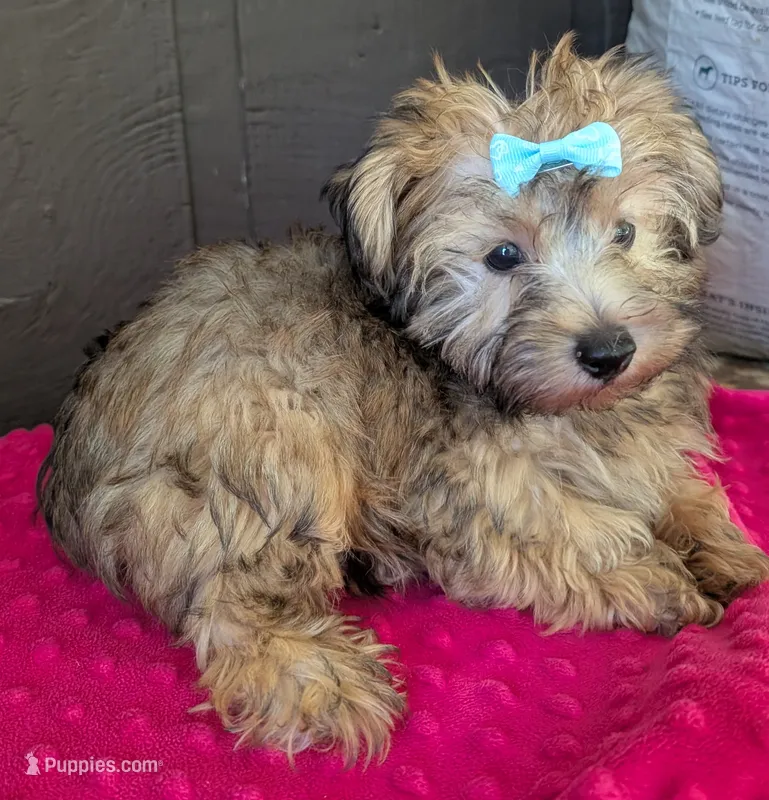 Casper  – Yorkipoo puppy for sale in Lutts, TN