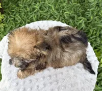 Casper , a male Yorkipoo for sale in Lutts, TN – 6 of 7
