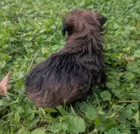 Molly, a female Yorkipoo for sale in Lutts, TN – 6 of 9
