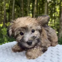 Casper , a male Yorkipoo for sale in Lutts, TN – 3 of 7