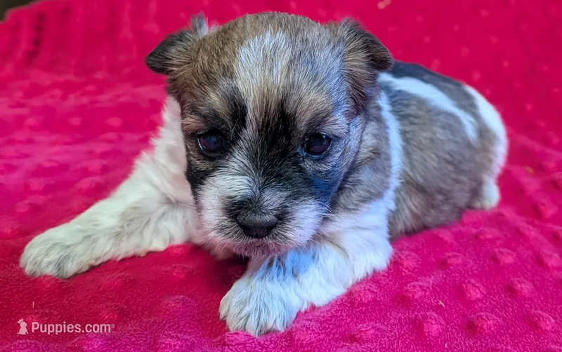 Azelia  – Yorkipoo puppy for sale in Lutts, TN