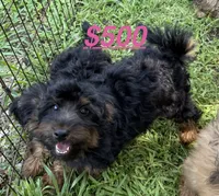 Dominic , a male Yorkipoo for sale in Lutts, TN – 8 of 10