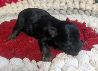 Archie , a male Yorkipoo for sale in Lutts, TN – 3 of 10