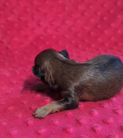 Winnie , a female Yorkipoo for sale in Lutts, TN – 5 of 5