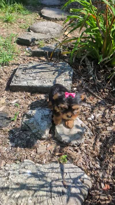 Nova, a female Yorkshire Terrier for sale in Lutts, TN – 10 of 10
