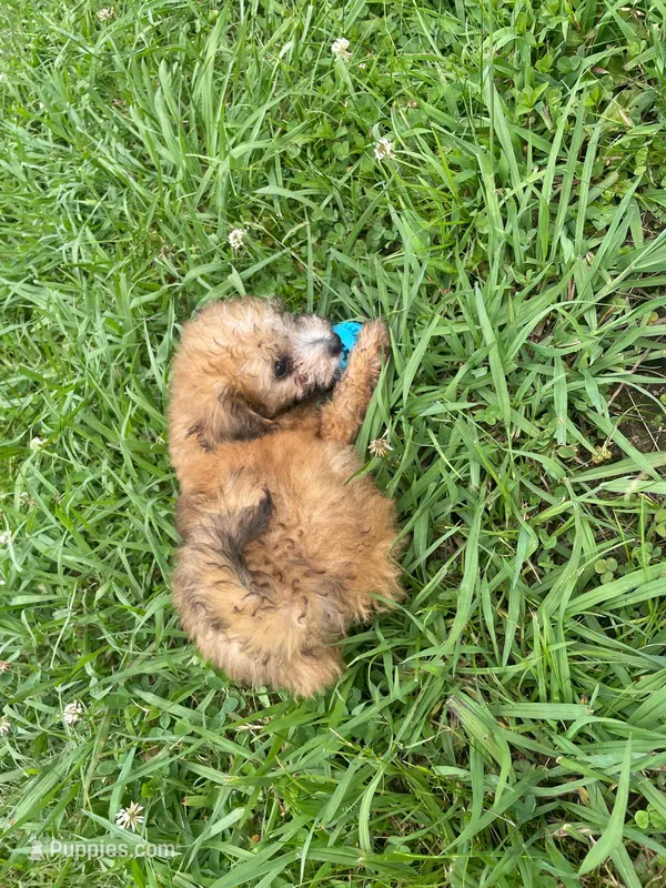 Summer  – Poodle - Toy  puppy for sale in Lutts, TN