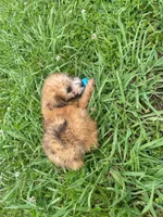 Summer , a female Poodle - Toy  for sale in Lutts, TN – 1 of 5