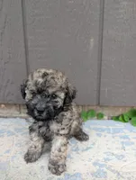 Cookie , a male Poodle - Toy  for sale in Lutts, TN – 4 of 4