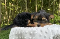 Dia, a female Yorkshire Terrier for sale in Lutts, TN – 4 of 5