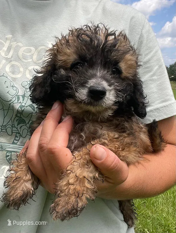 Kelly  – Poodle - Toy  puppy for sale in Lutts, TN