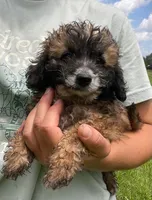 Kelly , a female Poodle - Toy  for sale in Lutts, TN – 1 of 6