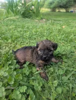 Molly, a female Yorkipoo for sale in Lutts, TN – 7 of 9