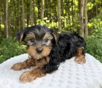 Onyx , a male Yorkshire Terrier for sale in Lutts, TN – 6 of 7