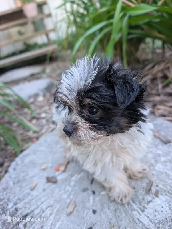 Toby  – Yorkipoo puppy for sale in Lutts, TN