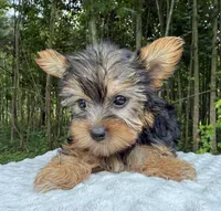 Sapphire , a female Yorkshire Terrier for sale in Lutts, TN – 5 of 9