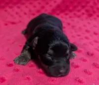 Ava, a female Yorkipoo for sale in Lutts, TN – 2 of 6