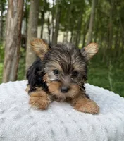 Sapphire , a female Yorkshire Terrier for sale in Lutts, TN – 2 of 9