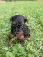 Dottie , a female Yorkshire Terrier for sale in Lutts, TN – 1 of 1