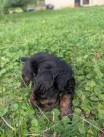 Dobby , a male Yorkshire Terrier for sale in Lutts, TN – 2 of 5