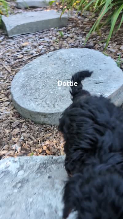 Dottie , a female Yorkipoo for sale in Lutts, TN – 2 of 3