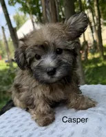 Casper , a male Yorkipoo for sale in Lutts, TN – 4 of 7