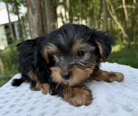 Onyx , a male Yorkshire Terrier for sale in Lutts, TN – 2 of 7