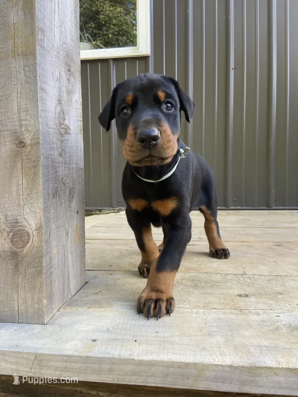 AKC Euro Doberman male – Doberman Pinscher puppy for sale in Lutts, TN